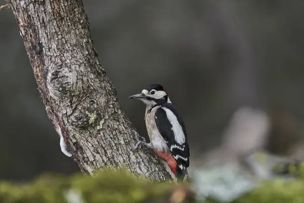 Büyük Benekli Ağaçkakan (Dendrocopos major) bir kütük üzerinde böcek yiyor                             
