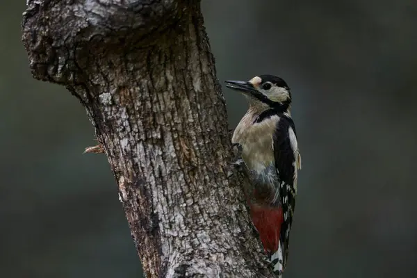 Büyük Benekli Ağaçkakan (Dendrocopos major) bir kütük üzerinde yiyor                             