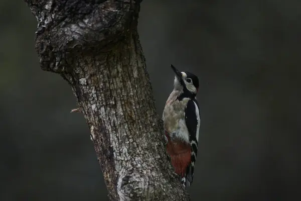 Büyük Benekli Ağaçkakan (Dendrocopos major) bir kütük üzerinde yiyor                             
