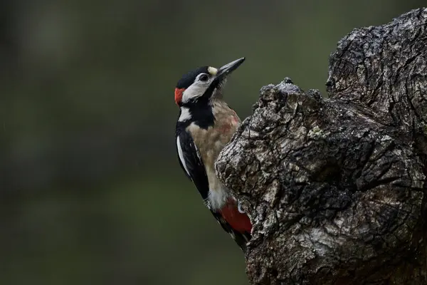 Büyük Benekli Ağaçkakan (Dendrocopos major) bir kütük üzerinde yiyor                             