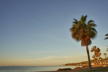 Palmiye ağaçlı bir adanın kumsalı                               