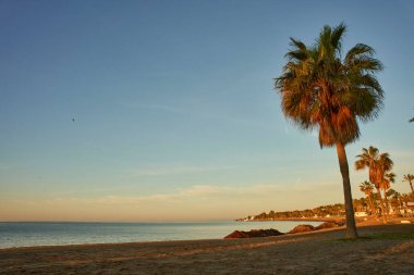 Palmiye ağaçlı bir adanın kumsalı                               