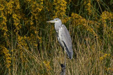 gray heron at the innkeeper                            clipart