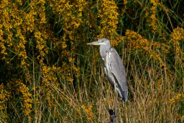 gray heron at the innkeeper                            clipart