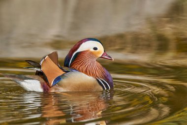 Gölette erkek mandarin ördeği (Aix galericulata)                                         