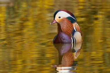Gölette erkek mandarin ördeği (Aix galericulata)                                         