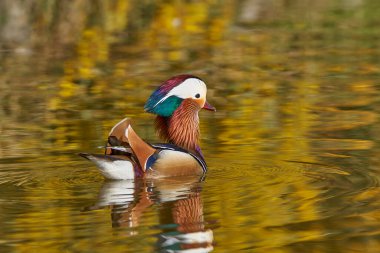 Gölette erkek mandarin ördeği (Aix galericulata)                                         