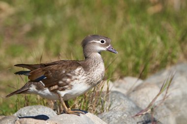 Gölette dişi mandarin ördeği (Aix galericulata)                                         