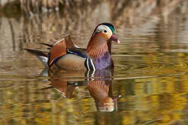 Gölette erkek mandarin ördeği (Aix galericulata)                                         