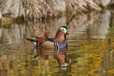 Gölette erkek mandarin ördeği (Aix galericulata)                                         