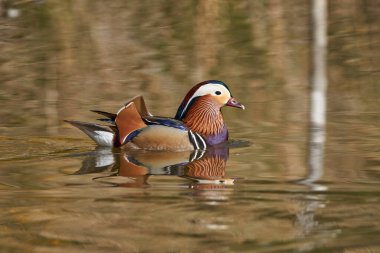 Gölette erkek mandarin ördeği (Aix galericulata)                                         