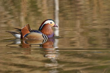 Gölette erkek mandarin ördeği (Aix galericulata)                                         