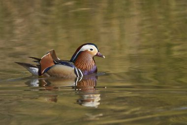 Gölette erkek mandarin ördeği (Aix galericulata)                                         