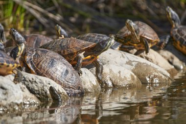 Göl taşlarının üzerindeki Galapagos kaplumbağaları.                             