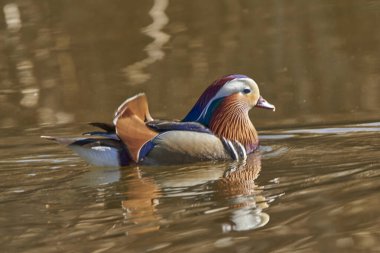 Gölette erkek mandarin ördeği (Aix galericulata)                                         