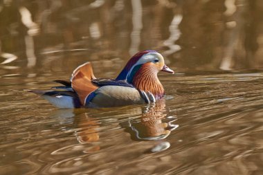 Gölette erkek mandarin ördeği (Aix galericulata)                                         