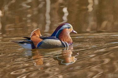 Gölette erkek mandarin ördeği (Aix galericulata)                                         