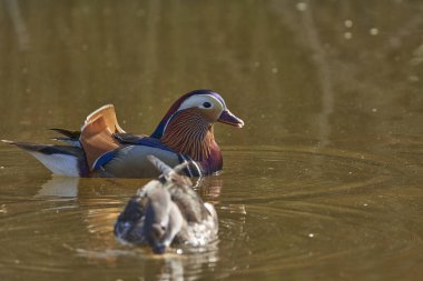 Gölette erkek mandarin ördeği (Aix galericulata)                                         