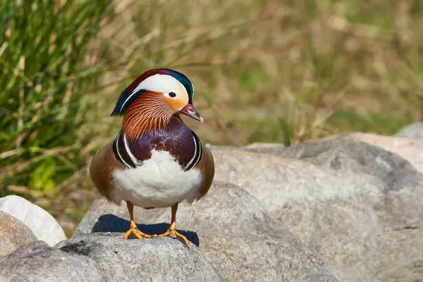 Male Mandarin Duck Pond Aix Galericulata Stock Photo