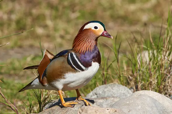Male Mandarin Duck Pond Aix Galericulata Royalty Free Stock Images