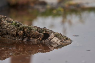 Park göletinin içindeki sandık.                            