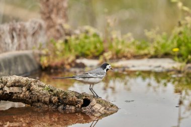  Parkın göletindeki beyaz kuyruk (Motacilla alba)                              