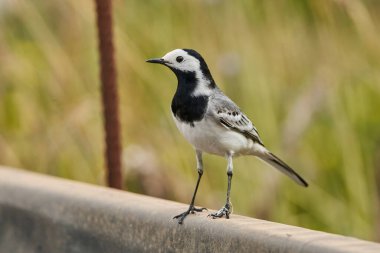  Parkın göletindeki beyaz kuyruk (Motacilla alba)                              