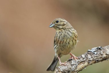  dişi siyah boğaz kiraz veya siyah boğaz kiraz (Emberiza cirlus)                              