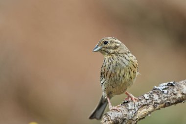  dişi siyah boğaz kiraz veya siyah boğaz kiraz (Emberiza cirlus)                              