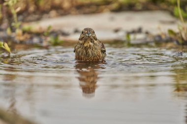  dişi siyah boğaz kiraz veya siyah boğaz kiraz (Emberiza cirlus)                              