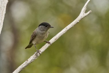 Siyah başlık (Sylvia atricapilla) bahçede