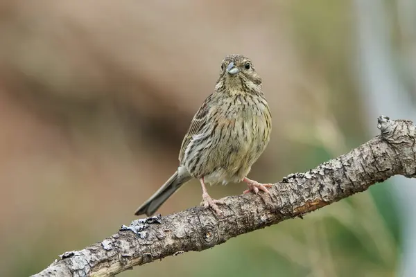  dişi siyah boğaz kiraz veya siyah boğaz kiraz (Emberiza cirlus)                              