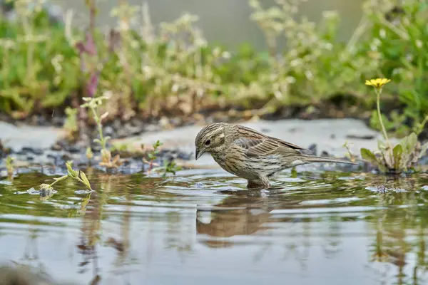 stock image  female black-throated bunting or black-throated bunting (Emberiza cirlus)                              