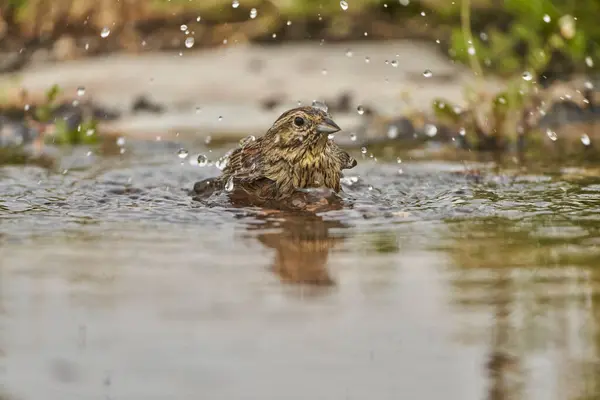 dişi siyah boğaz kiraz veya siyah boğaz kiraz (Emberiza cirlus)                               