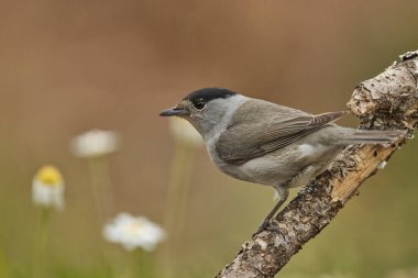 Siyah başlık (Sylvia atricapilla) bahçede