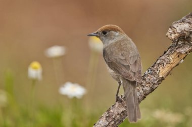 Parkta siyah başlık (Sylvia atricapilla)                               