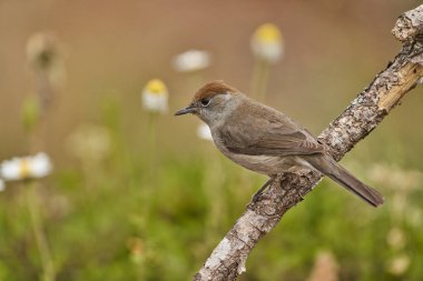 Parkta siyah başlık (Sylvia atricapilla)                               