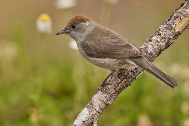 Parkta siyah başlık (Sylvia atricapilla)                               