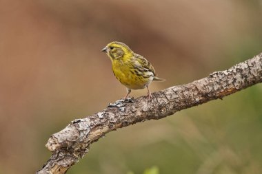 Siskin veya Siskin ispinozu gölette (Spinus spinus)                            