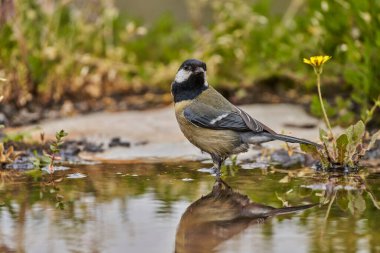 great tit in the pond (Parus major)