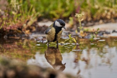 great tit in the pond (Parus major)                               