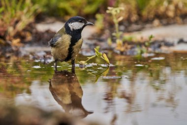 great tit in the pond (Parus major)                               