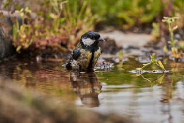  great tit in the pond (Parus major)                              