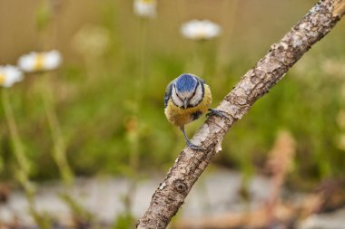 Blue tit in the park pond (Cyanistes caeruleus)                         