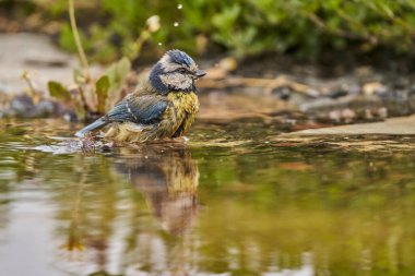 Blue tit in the park pond (Cyanistes caeruleus)                         