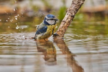 Blue tit in the park pond (Cyanistes caeruleus)                         