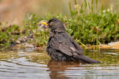 Gölette yaygın karatavuk (Turdus merula)                                                    