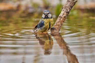 Blue tit in the park pond (Cyanistes caeruleus)                         