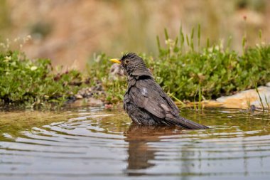 Gölette yaygın karatavuk (Turdus merula)                         