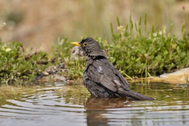 Gölette yaygın karatavuk (Turdus merula)                         